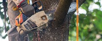 Park City, KS Tree Removal Services Company