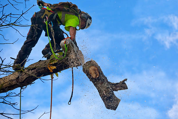 How Our Tree Care Process Works  in  Park City, KS